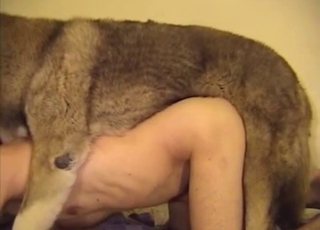 Really big dog fucks a horny male zoofil
