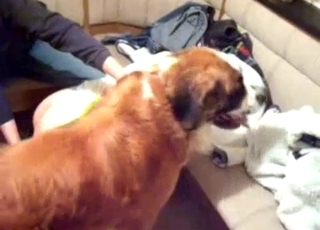 Brown dog penalizing that tight slot