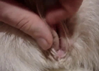 Impressive close-up mutt pussy demonstrate