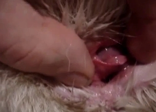 Impressive close-up mutt pussy demonstrate