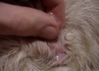 Impressive close-up mutt pussy demonstrate