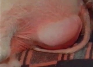 Juicy model is enjoying an oral sex with a beast