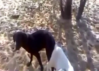 Good dogs are fucking in ass to ass pose on cam