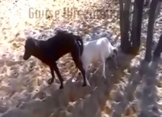 Good dogs are fucking in ass to ass pose on cam