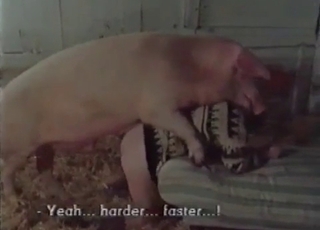 Massive pig pounds a lusty zoophile