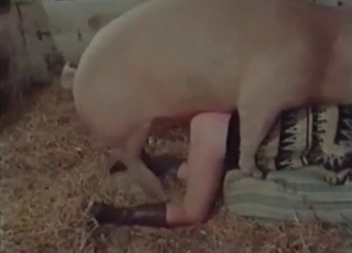 Massive pig pounds a lusty zoophile
