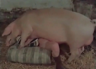 Massive pig pounds a lusty zoophile