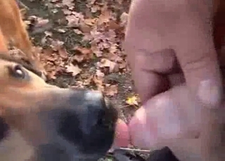 Fucking black dog butt in POV close-up