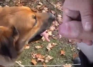 Fucking black dog butt in POV close-up