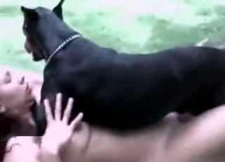 Dominant meaty Doberman is on top of a crazy zoophiliac