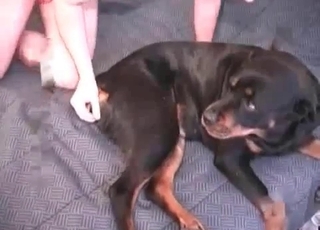 This Doberman is used by zoophiles for blowjobs