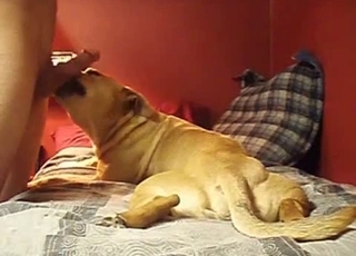 Doggy gives my husband a very passionate blowjob
