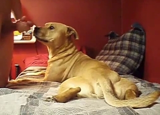 Doggy gives my husband a very passionate blowjob