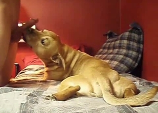 Doggy gives my husband a very passionate blowjob