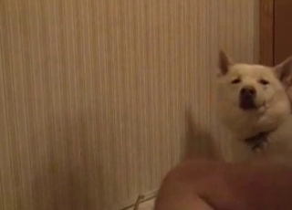Jerking this dog's red throbbing cock