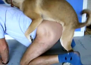 Kinky person gets some ass eating action from a horny dog