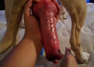 Meaty red boner of a sexy young dog