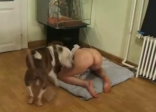 Fat booty beauty is about to fuck a dog