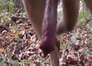 Let's look at that beautiful dog man-meat