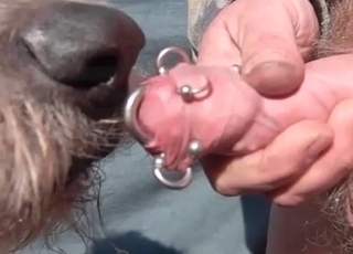 Nasty dog is licking the pierced dick of a perverted man