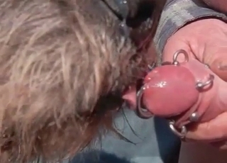 Nasty dog is licking the pierced dick of a perverted man