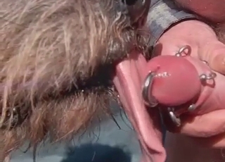 Nasty dog is licking the pierced dick of a perverted man
