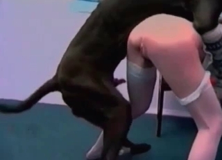 Tight vagina punctured stiff by a Doberman