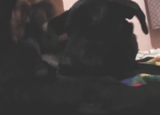 Big cock of a dude gets inside of the asshole of a mutt