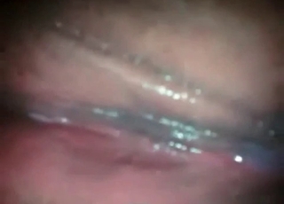 Close-up activity with a red dog cock