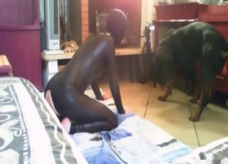 Intense sexual fun where Doberman fucks from behind