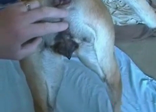 Fantastic anal hump with my dog