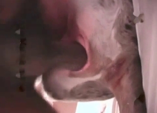 Zoophile is using the lovely pussy of a doggo for fun