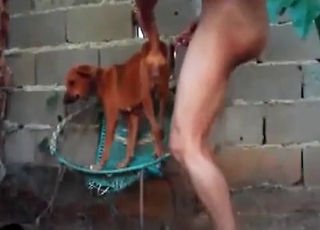 Smallish doggy in the super-fucking-hot animality