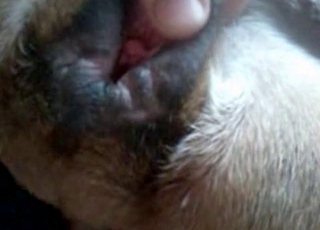 The asshole of a dog gets entirely fucked here