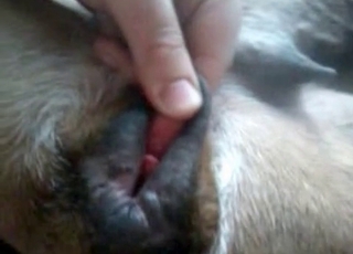 The asshole of a dog gets entirely fucked here