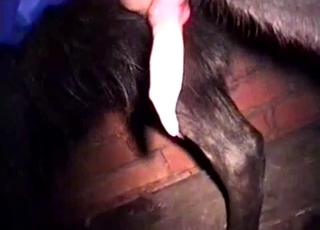 Close up action of bestiality action with a doggo dick