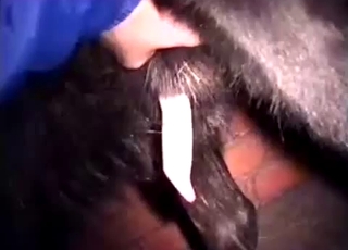 Close up action of bestiality action with a doggo dick