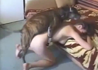 This doggo is trained to have sex with people