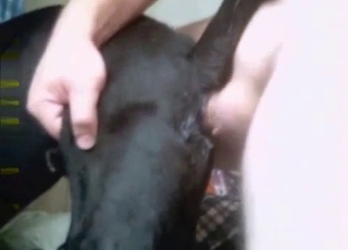 Doggy sucking his dick with passion