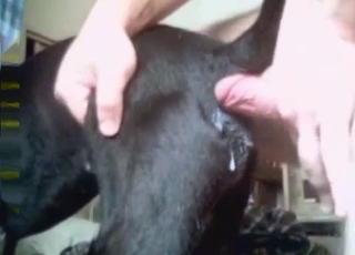 Doggy sucking his dick with passion