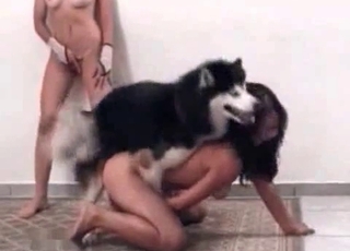 Horny sluts decide to have some kinky fun with a dog