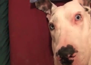 Affected mutt gets penetrated so freaking sexy