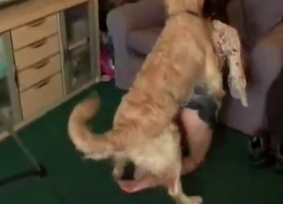 My playful dog enjoys my