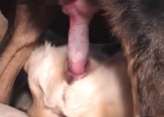Two dogs passionate love-making