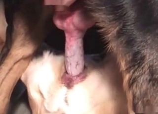 Two dogs passionate love-making