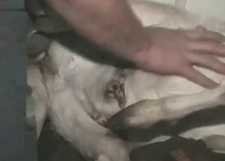 Big-breasted dude fucking a dog