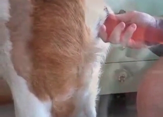 Red dildo used on a mutt