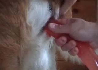 Red dildo used on a mutt