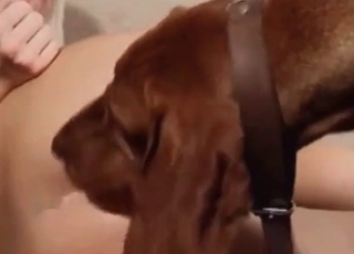 Beefy rear end is licking a cunt