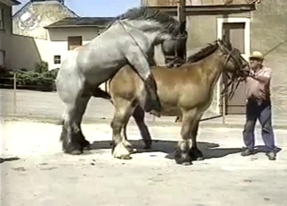Muscled horses have awesome rear end fashion